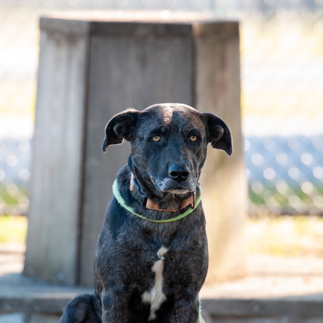 Shelter Stray Female Dog last seen , 2951 S 1st St, Cabot, AR 72023, USA