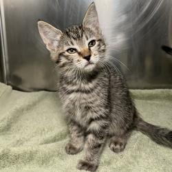 Shelter Stray Female Cat last seen , 4575 E Mesquite Ave, Palm Springs, CA 92264, USA