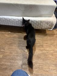 Reunited Female Cat last seen Near Wesley Charles lane, Tulalip Bay, WA 98271