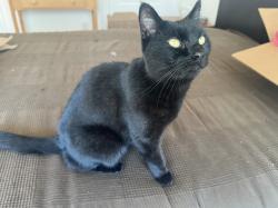 Found/Stray Female Cat last seen NE 102nd between Shaver and Skidmore, Portland, OR 97220