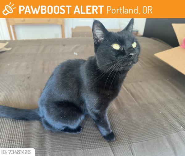 Found/Stray Female Cat last seen NE 102nd between Shaver and Skidmore, Portland, OR 97220