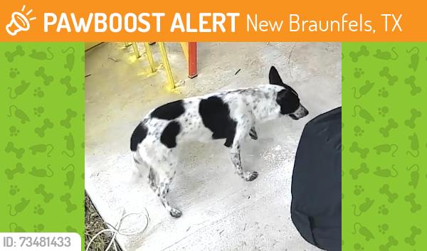Found/Stray Female Dog last seen FM 482 & Solms, New Braunfels, TX 78132