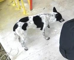 Found/Stray Female Dog last seen FM 482 & Solms, New Braunfels, TX 78132