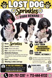 Lost Female Dog last seen Rivershire Neighbourhood, Conroe, TX 77301