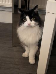 Reunited Male Cat last seen Southfields grid, Greater London, England SW18 5DD