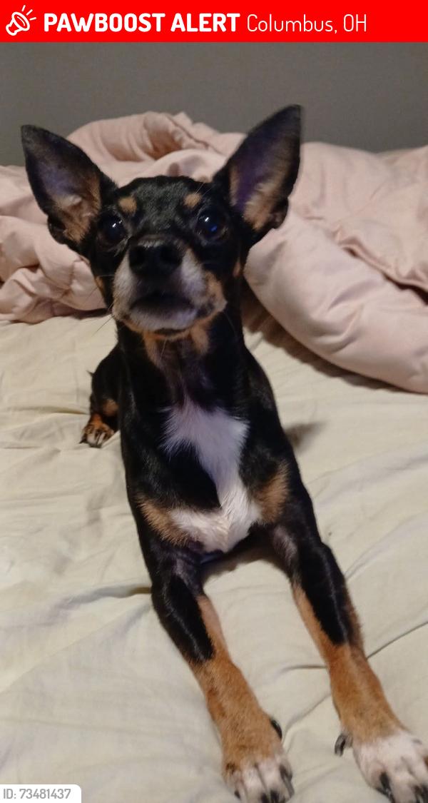 Lost Male Dog last seen South Linden Cleveland Ave, Columbus, OH 43211