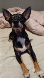 Lost Male Dog last seen South Linden Cleveland Ave, Columbus, OH 43211