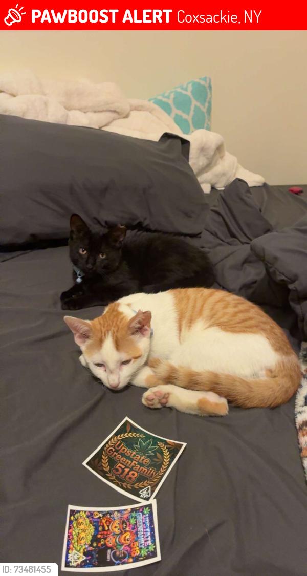 Lost Male Cat last seen Lawrence Ave, Coxsackie, NY 12051