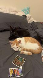 Lost Male Cat last seen Lawrence Ave, Coxsackie, NY 12051