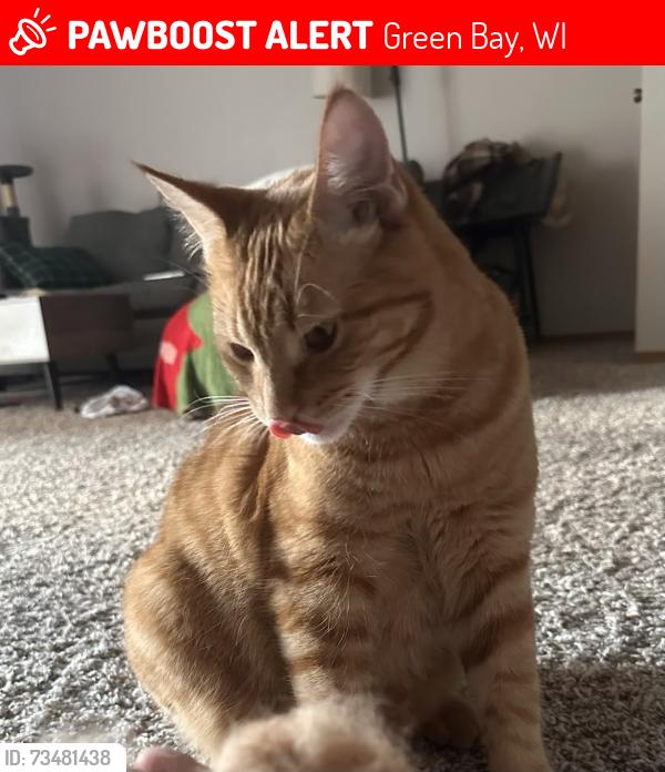 Lost Male Cat last seen Cimarron Trails apmts, Green Bay, WI 54302