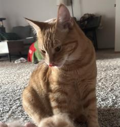 Lost Male Cat last seen Cimarron Trails apmts, Green Bay, WI 54302