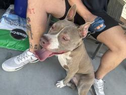 Found/Stray Female Dog last seen Eleanor street and Arlington ave, Pittsburgh, PA 15210