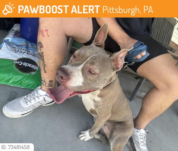 Found/Stray Female Dog last seen Eleanor street and Arlington ave, Pittsburgh, PA 15210