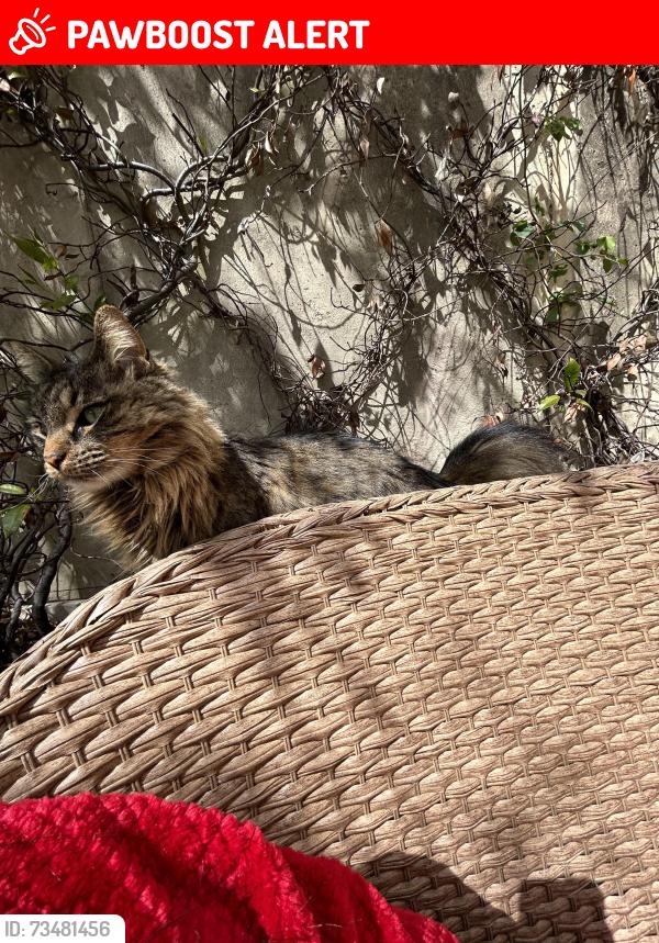 Lost Male Cat last seen Thompson mill and Sardis church road, Duncan creek neighborhood, Gwinnett County, GA 30519
