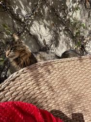 Lost Male Cat last seen Thompson mill and Sardis church road, Duncan creek neighborhood, Gwinnett County, GA 30519