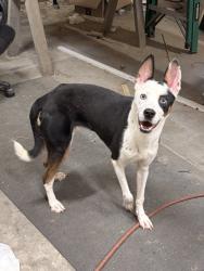 Found/Stray Female Dog last seen Frey Road, Spartanburg County, SC 29303