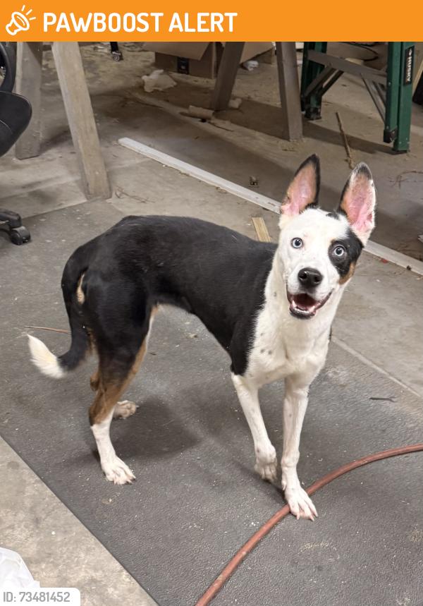 Found/Stray Female Dog last seen Frey Road, Spartanburg County, SC 29303