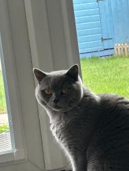 Lost Male Cat last seen Pathway behind viewfield road, Greater London, England SW18 1NB