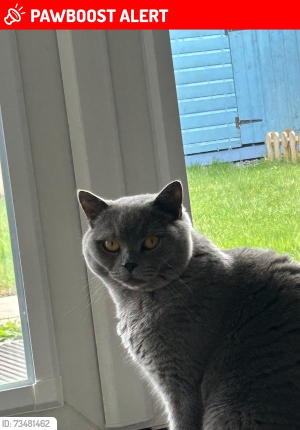 Lost Male Cat last seen Pathway behind viewfield road, Greater London, England SW18 1NB