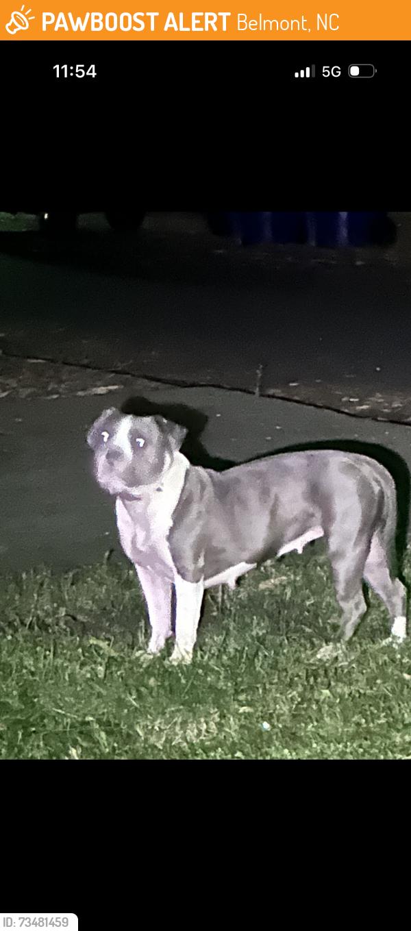 Found/Stray Female Dog last seen Adam’s Bluff neighborhood, Belmont, NC 28012