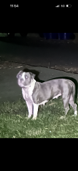 Found/Stray Female Dog last seen Adam’s Bluff neighborhood, Belmont, NC 28012