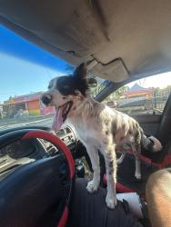 Found/Stray Female Dog last seen Northgate blvd / peralta ave, Sacramento, CA 95833