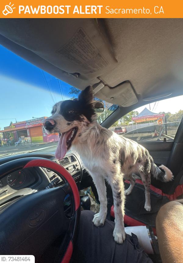 Found/Stray Female Dog last seen Northgate blvd / peralta ave, Sacramento, CA 95833