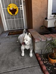 Found/Stray Unknown Dog last seen Woodshawn dr, San Diego, CA 92114