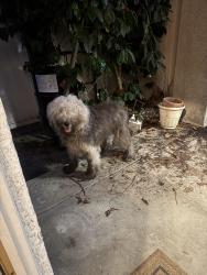 Reunited Unknown Dog last seen Hollydale area, South Gate, CA 90280