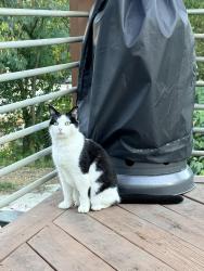 Found/Stray Unknown Cat last seen Pullen Park, Raleigh, NC 27605