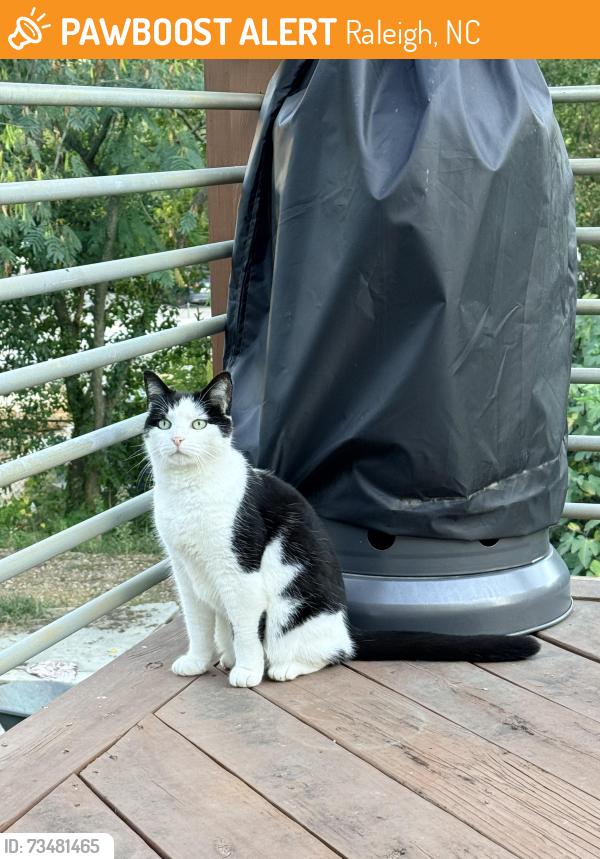 Found/Stray Unknown Cat last seen Pullen Park, Raleigh, NC 27605