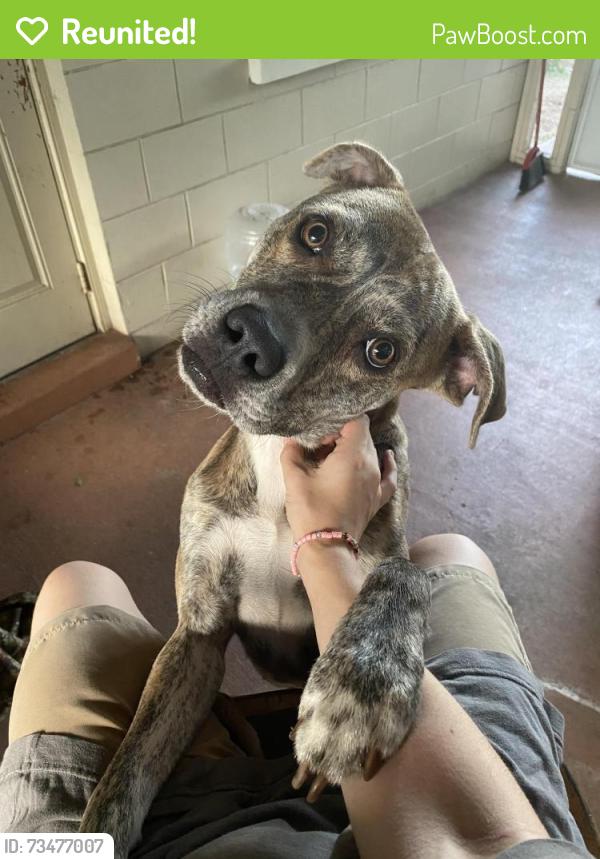 Reunited Male Dog last seen Marvel Ave, behind Astronaut High School, Titusville, FL 32796