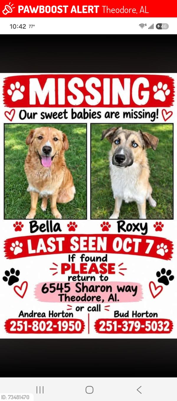 Lost Female Dog last seen Theodore, Theodore, AL 36582