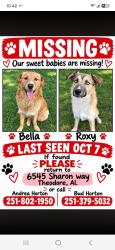 Lost Female Dog last seen Theodore, Theodore, AL 36582