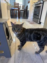 Found/Stray Male Cat last seen L6X2N5, Brampton, ON L6X 2N5