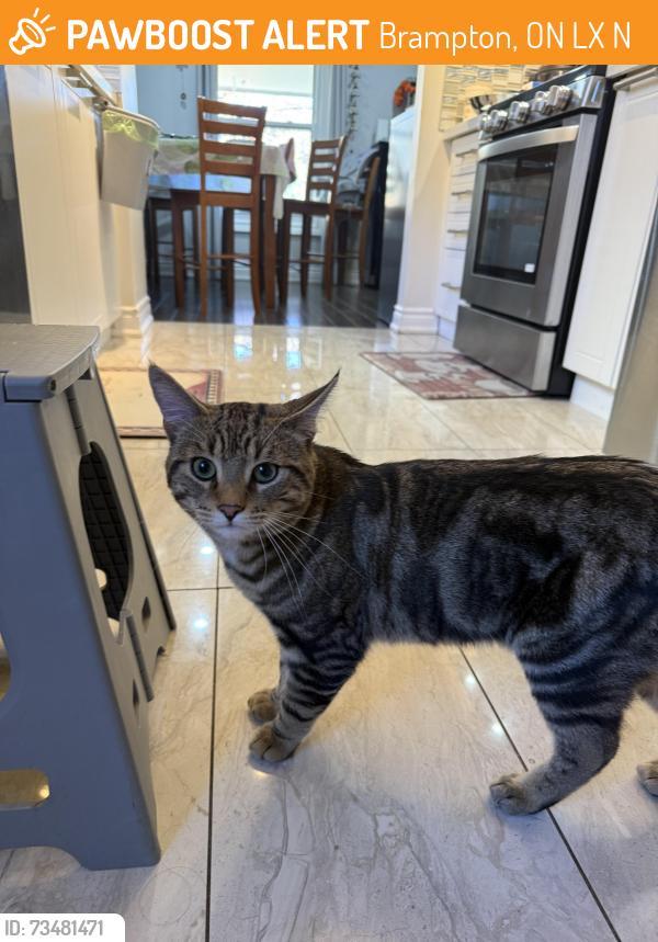 Found/Stray Male Cat last seen L6X2N5, Brampton, ON L6X 2N5