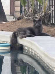 Lost Male Cat last seen Highland Ave and Churt, Highland, CA 92346