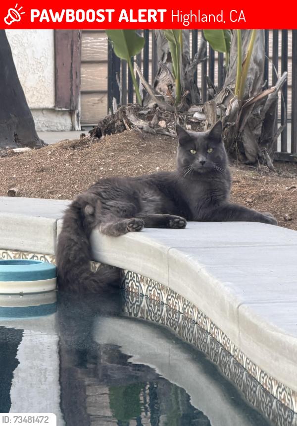 Lost Male Cat last seen Highland Ave and Churt, Highland, CA 92346