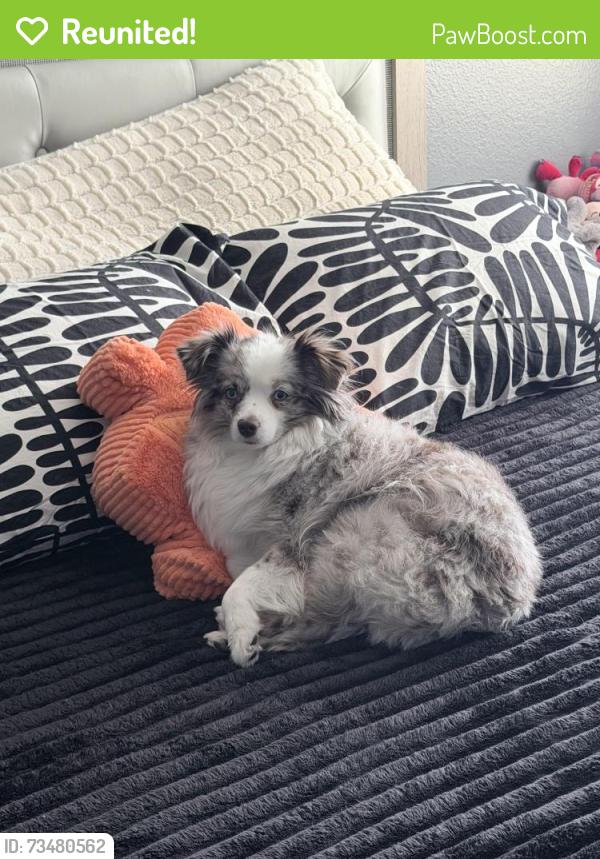 Reunited Female Dog last seen Jones and flamingo, Las Vegas, NV 89103