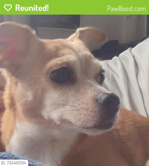 Reunited Female Dog last seen Orange Ave., Costa Mesa, CA 92627