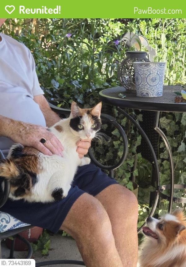 Reunited Unknown Cat last seen Verdana Ct/Chasemont /Barker Rd, Simpsonville, SC 29680