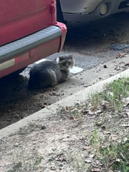 Found/Stray Unknown Cat last seen Under red van near dog park in Bexley Triangle Park neighborhood, Cary, NC 27519