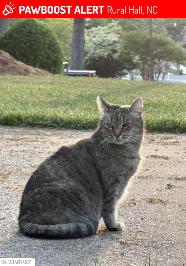Lost Female Cat last seen Runningbrook Ln, Canyon Dr, Sommerdale Ct, Rural Hall, NC 27045