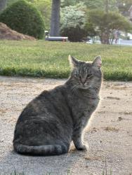Lost Female Cat last seen Runningbrook Ln, Canyon Dr, Sommerdale Ct, Rural Hall, NC 27045
