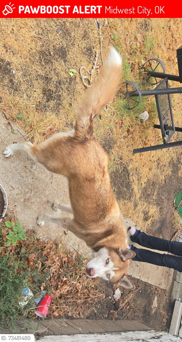 Lost Female Dog last seen 10th and Douglas, Midwest City, OK 73130