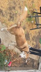 Lost Female Dog last seen 10th and Douglas, Midwest City, OK 73130