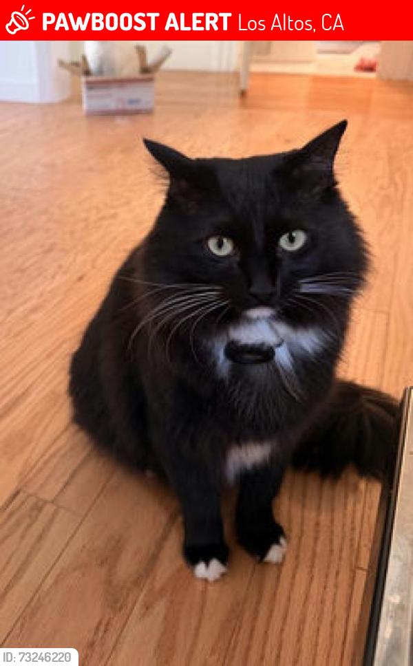 Lost Male Cat last seen AirTag collar found unclipped Near pinewood school, Los Altos, CA 94024