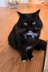 Lost Male Cat last seen AirTag collar found unclipped Near pinewood school, Los Altos, CA 94024
