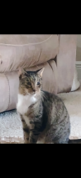 Lost Male Cat last seen Fiddlers walk subdivision, Gonzalez, FL 32533