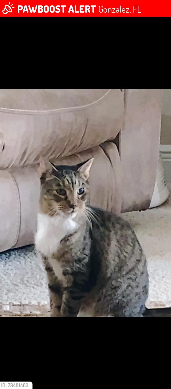 Lost Male Cat last seen Fiddlers walk subdivision, Gonzalez, FL 32533